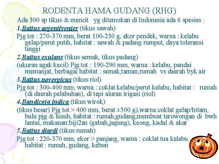 RODENTA HAMA GUDANG (RHG) Ada 300 sp tikus & mencit yg ditemukan di Indonesia RODENTA HAMA GUDANG (RHG) Ada 300 sp tikus & mencit yg ditemukan di Indonesia