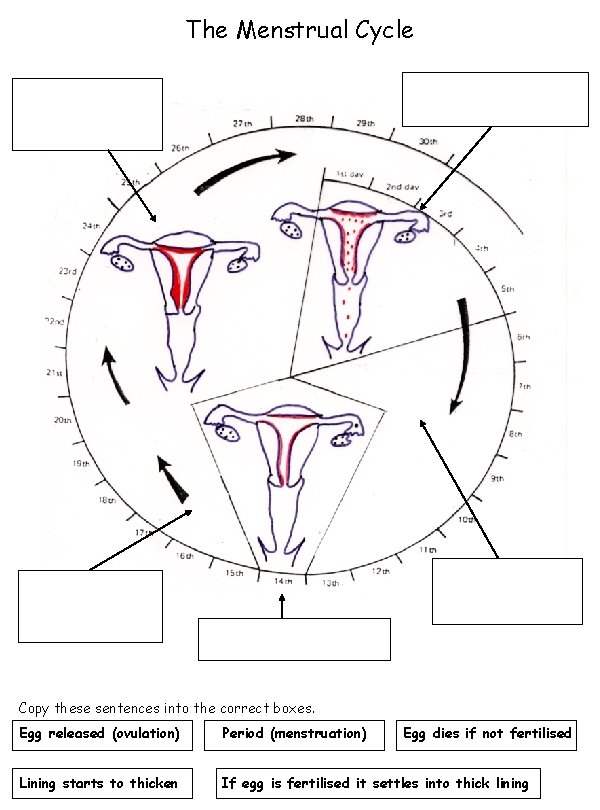 The Menstrual Cycle Copy these sentences into the correct boxes. Egg released (ovulation) Period