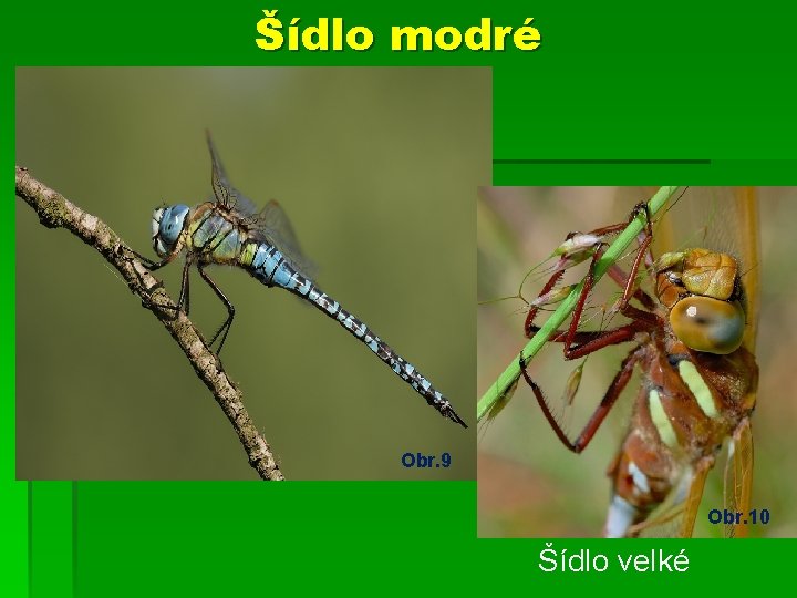 Šídlo modré Obr. 9 Obr. 10 Šídlo velké 