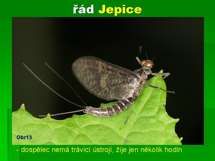 řád Jepice -Obr 13 larva žije ve vodě 3 roky - dospělec nemá trávicí