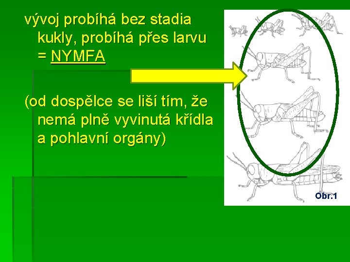 vývoj probíhá bez stadia kukly, probíhá přes larvu = NYMFA (od dospělce se liší