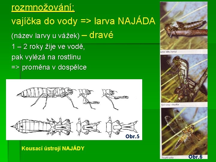 rozmnožování: vajíčka do vody => larva NAJÁDA (název larvy u vážek) – dravé 1