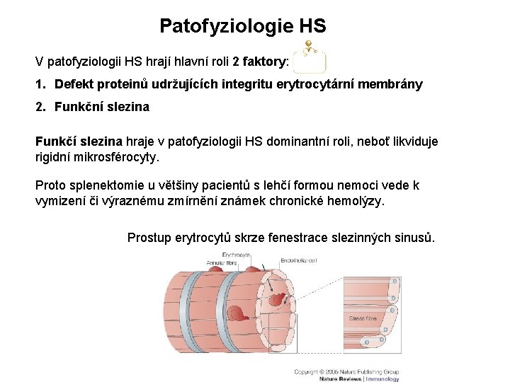 Patofyziologie HS V patofyziologii HS hrají hlavní roli 2 faktory: 1. Defekt proteinů udržujících Patofyziologie HS V patofyziologii HS hrají hlavní roli 2 faktory: 1. Defekt proteinů udržujících
