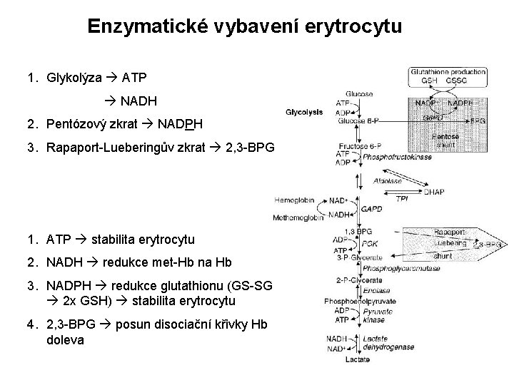 Enzymatické vybavení erytrocytu 1. Glykolýza ATP NADH 2. Pentózový zkrat NADPH 3. Rapaport-Lueberingův zkrat Enzymatické vybavení erytrocytu 1. Glykolýza ATP NADH 2. Pentózový zkrat NADPH 3. Rapaport-Lueberingův zkrat
