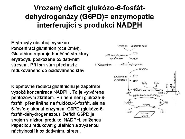 Vrozený deficit glukózo-6 -fosfátdehydrogenázy (G 6 PD)= enzymopatie interferující s produkcí NADPH Erytrocyty obsahují