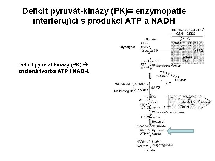 Deficit pyruvát-kinázy (PK)= enzymopatie interferující s produkcí ATP a NADH Deficit pyruvát-kinázy (PK) snížená