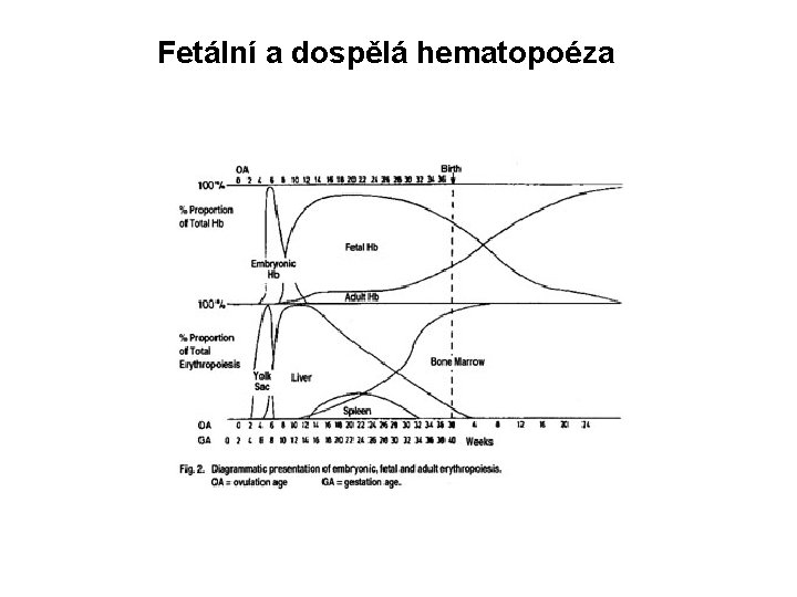 Fetální a dospělá hematopoéza 