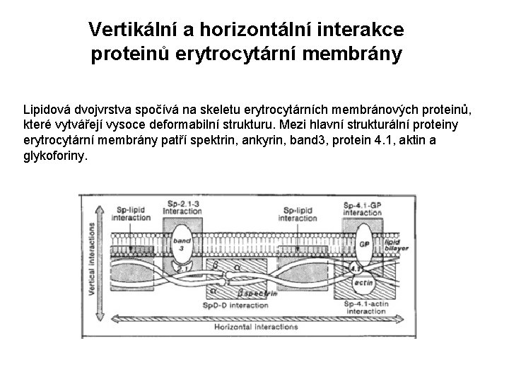 Vertikální a horizontální interakce proteinů erytrocytární membrány Lipidová dvojvrstva spočívá na skeletu erytrocytárních membránových