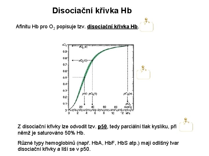 Disociační křivka Hb Afinitu Hb pro O 2 popisuje tzv. disociační křivka Hb. Z