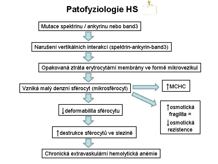 Patofyziologie HS Mutace spektrinu / ankyrinu nebo band 3 Narušení vertikálních interakcí (spektrin-ankyrin-band 3)