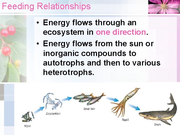 Feeding Relationships • Energy flows through an ecosystem in one direction. • Energy flows