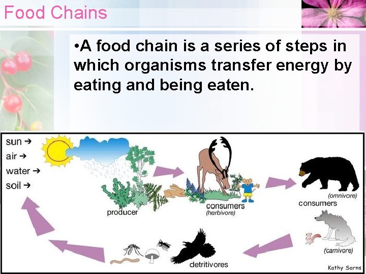 Food Chains • A food chain is a series of steps in which organisms