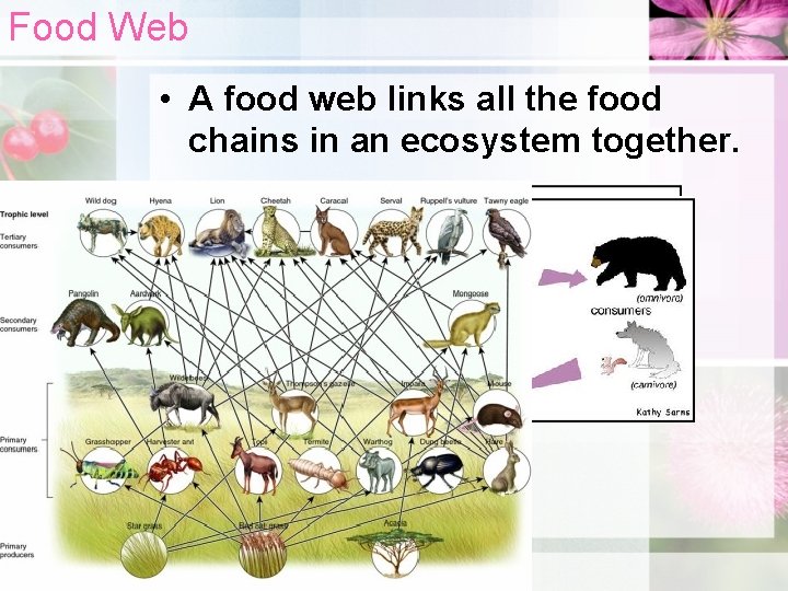 Food Web • A food web links all the food chains in an ecosystem
