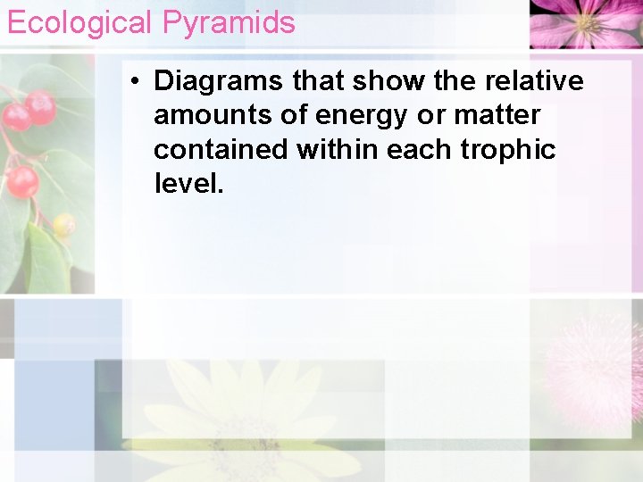 Ecological Pyramids • Diagrams that show the relative amounts of energy or matter contained