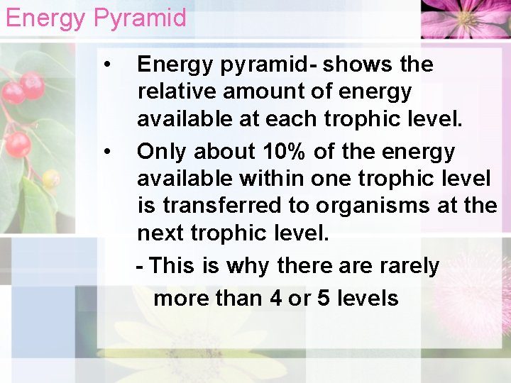Energy Pyramid • • Energy pyramid- shows the relative amount of energy available at