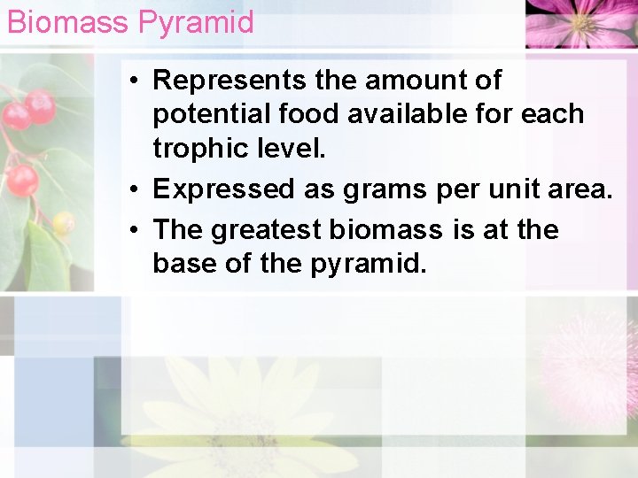 Biomass Pyramid • Represents the amount of potential food available for each trophic level.