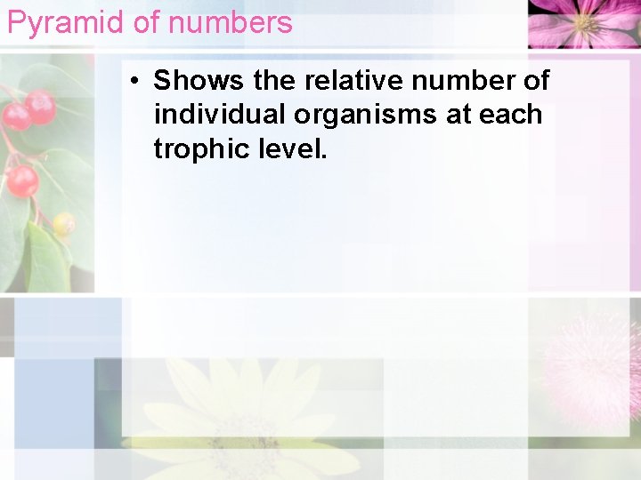 Pyramid of numbers • Shows the relative number of individual organisms at each trophic
