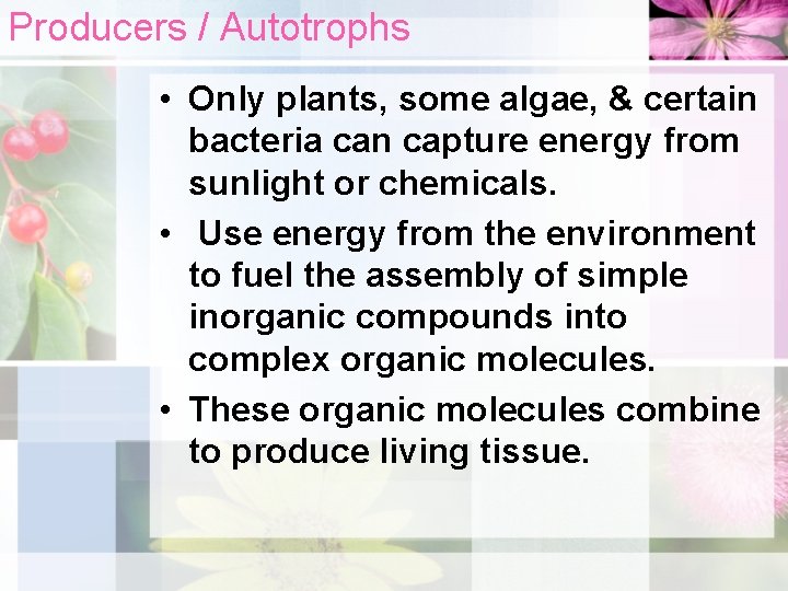 Producers / Autotrophs • Only plants, some algae, & certain bacteria can capture energy