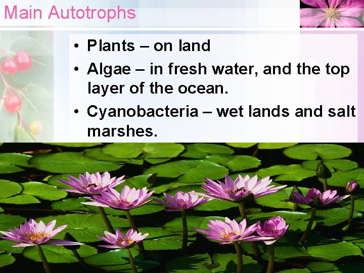 Main Autotrophs • Plants – on land • Algae – in fresh water, and
