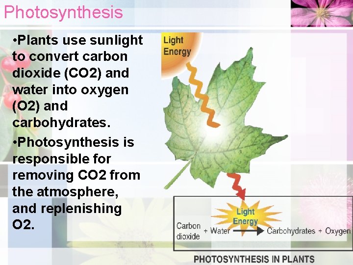 Photosynthesis • Plants use sunlight to convert carbon dioxide (CO 2) and water into