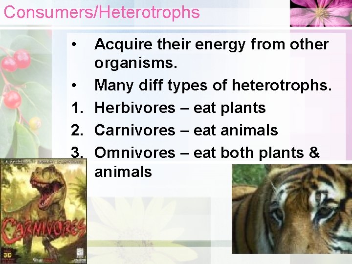Consumers/Heterotrophs • Acquire their energy from other organisms. • Many diff types of heterotrophs.