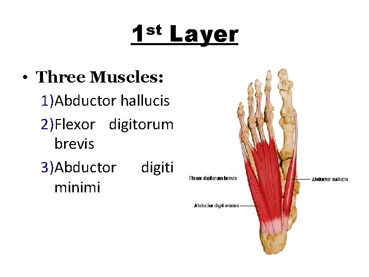 1 st Layer • Three Muscles: 1)Abductor hallucis 2)Flexor digitorum brevis 3)Abductor digiti minimi