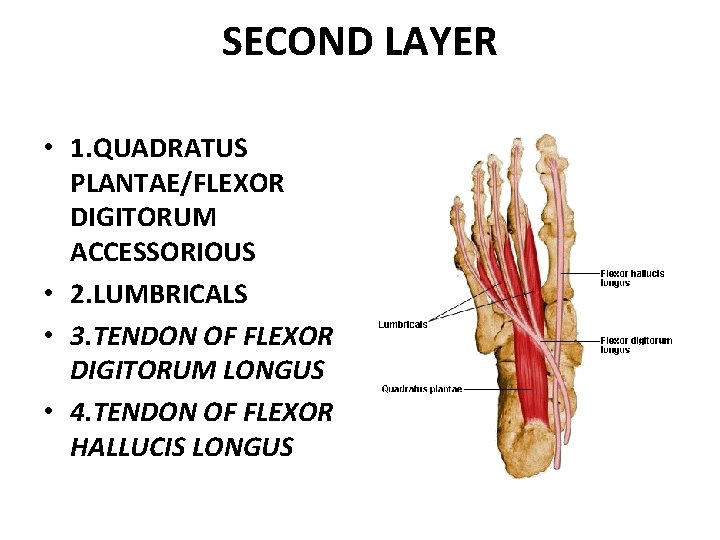 SECOND LAYER • 1. QUADRATUS PLANTAE/FLEXOR DIGITORUM ACCESSORIOUS • 2. LUMBRICALS • 3. TENDON