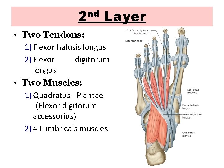 2 nd Layer • Two Tendons: 1) Flexor halusis longus 2) Flexor digitorum longus