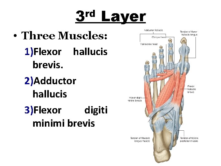 rd 3 Layer • Three Muscles: 1)Flexor hallucis brevis. 2)Adductor hallucis 3)Flexor digiti minimi