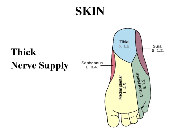 SKIN Thick Nerve Supply 