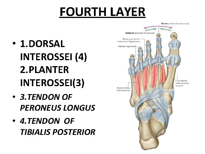 FOURTH LAYER • 1. DORSAL INTEROSSEI (4) 2. PLANTER INTEROSSEI(3) • 3. TENDON OF