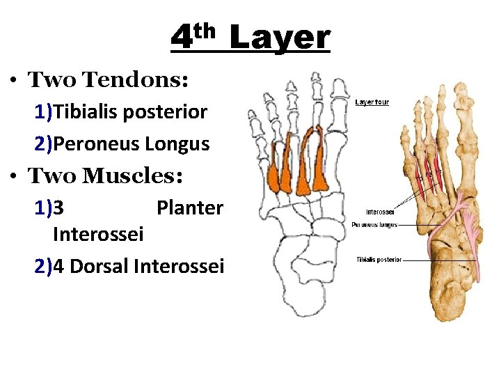 th 4 • Two Tendons: 1)Tibialis posterior 2)Peroneus Longus • Two Muscles: 1)3 Planter