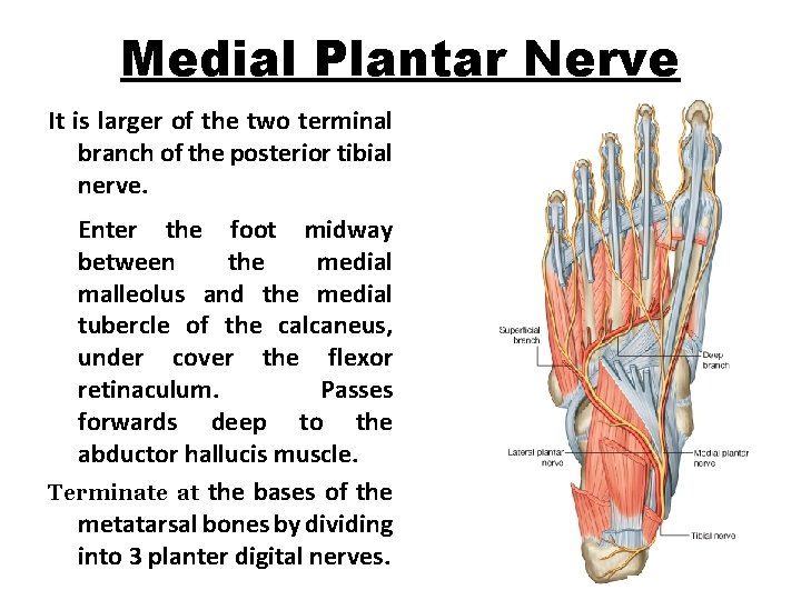 Medial Plantar Nerve It is larger of the two terminal branch of the posterior