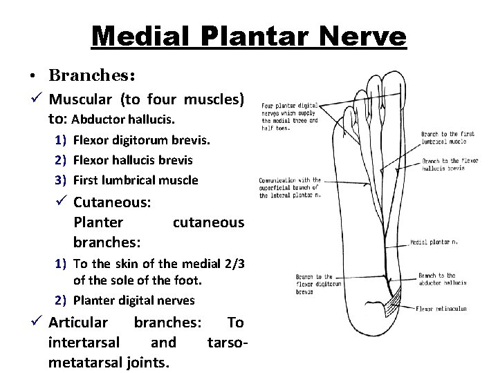 Medial Plantar Nerve • Branches: ü Muscular (to four muscles) to: Abductor hallucis. 1)