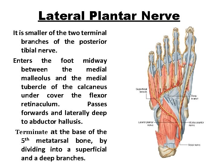 Lateral Plantar Nerve It is smaller of the two terminal branches of the posterior