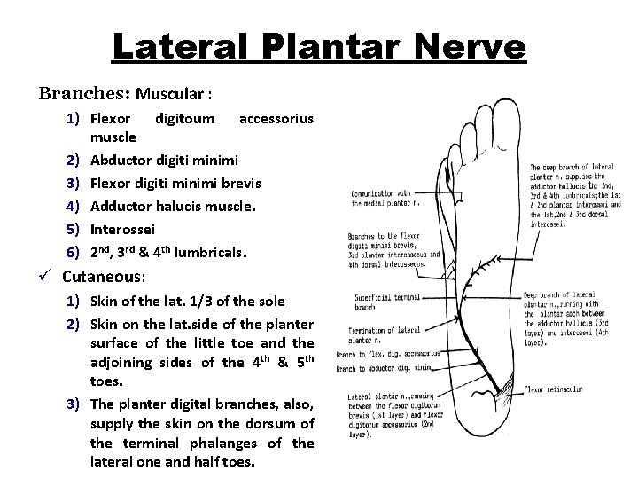 Lateral Plantar Nerve Branches: Muscular : 1) Flexor digitoum accessorius muscle 2) Abductor digiti