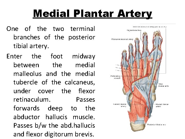 Medial Plantar Artery One of the two terminal branches of the posterior tibial artery.