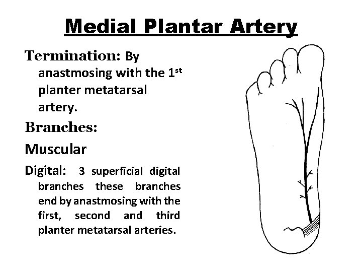 Medial Plantar Artery Termination: By anastmosing with the 1 st planter metatarsal artery. Branches: