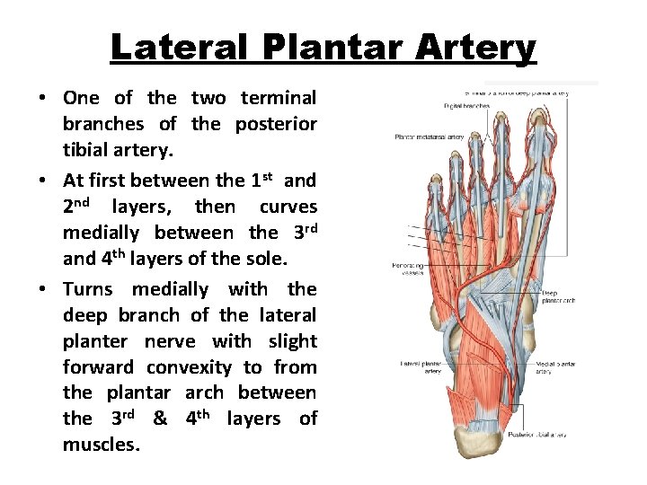 Lateral Plantar Artery • One of the two terminal branches of the posterior tibial