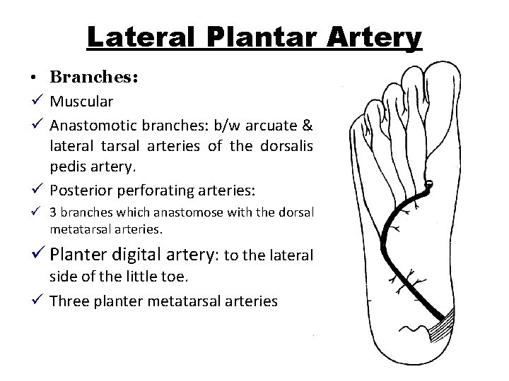 Lateral Plantar Artery • Branches: ü Muscular ü Anastomotic branches: b/w arcuate & lateral