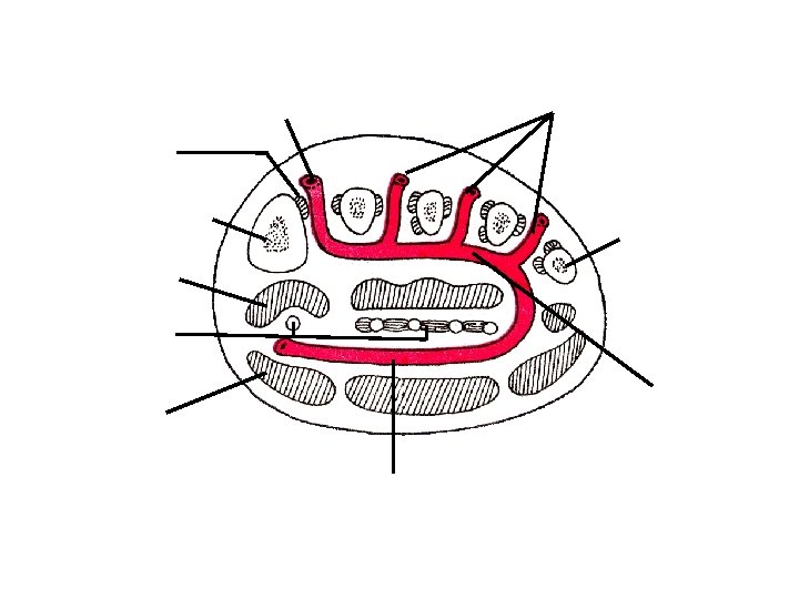 Transverse section through sole of right foot 3 Prox. Perforating A Dorsalis Pedis A.