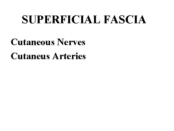 SUPERFICIAL FASCIA Cutaneous Nerves Cutaneus Arteries 
