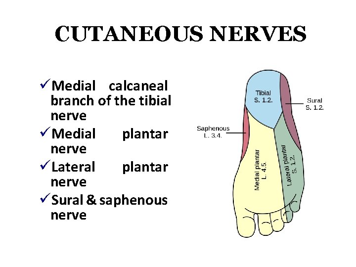 CUTANEOUS NERVES üMedial calcaneal branch of the tibial nerve üMedial plantar nerve üLateral plantar