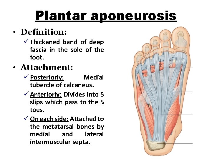 Plantar aponeurosis • Definition: ü Thickened band of deep fascia in the sole of