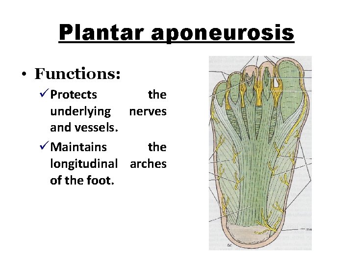 Plantar aponeurosis • Functions: üProtects the underlying nerves and vessels. üMaintains the longitudinal arches