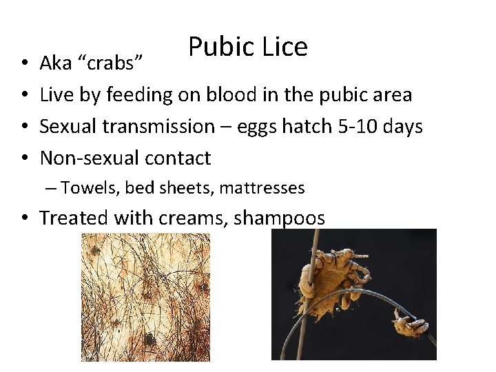  • • Pubic Lice Aka “crabs” Live by feeding on blood in the