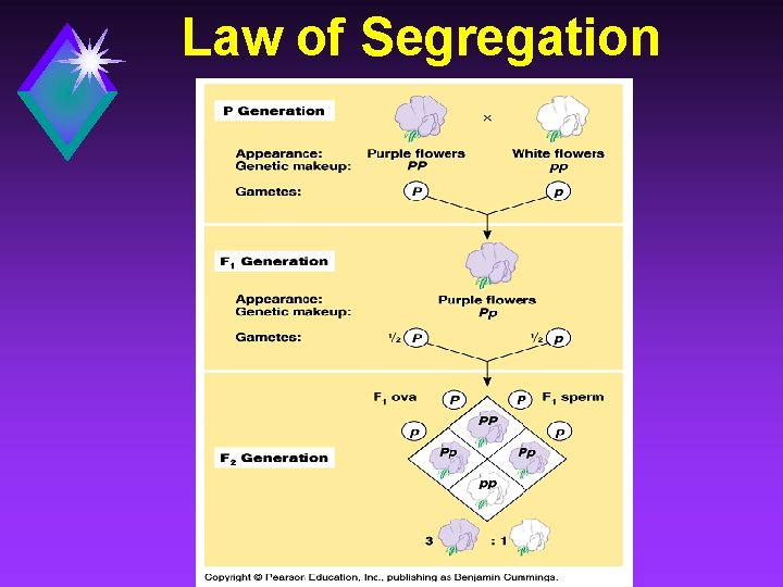 Law of Segregation 