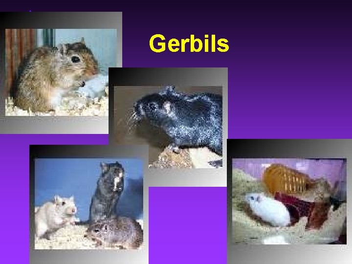 Gerbils 