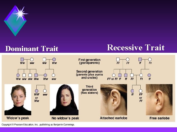 Dominant Trait Recessive Trait 