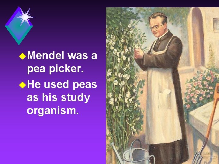 u. Mendel was a pea picker. u. He used peas as his study organism.